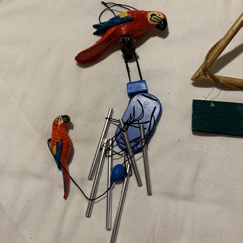 Parrots 🦜 - Picture 5 of 11